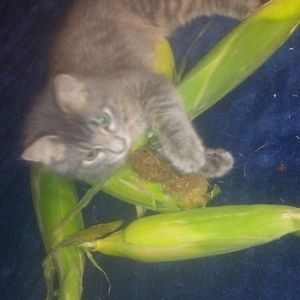 Meet your Posher, James